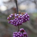 Callicarpa bodinieri 'Profusion' fruits